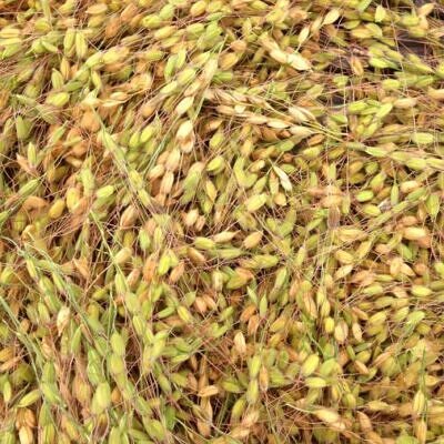 Oryza sativa Duborskian (Certificacao Organica) - Arroz Duborskian, Arroz de montanha
