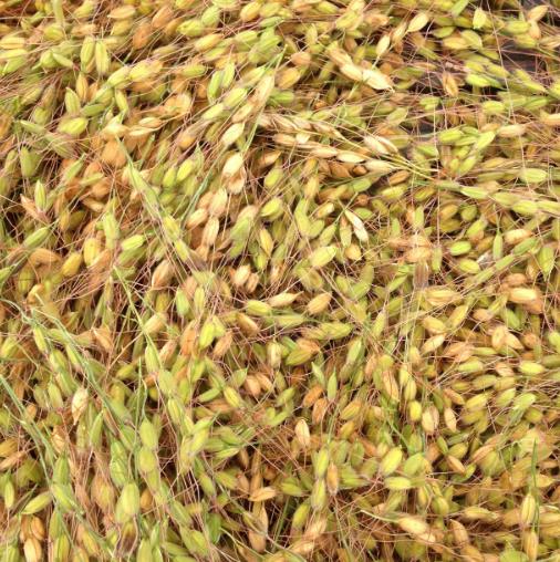 Oryza sativa Duborskian (Certificacao Organica) - Arroz Duborskian, Arroz de montanha