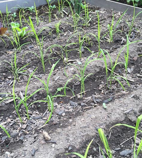 Oryza sativa Duborskian (Certificacao Organica) - Arroz Duborskian, Arroz de montanha - Imagem 2