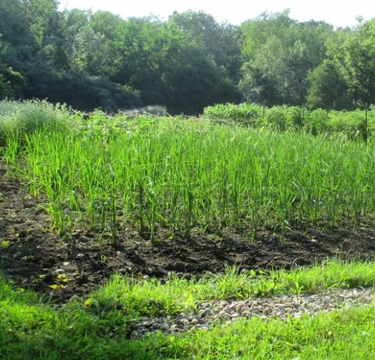 Oryza sativa Duborskian (Certificacao Organica) - Arroz Duborskian, Arroz de montanha - Imagem 5