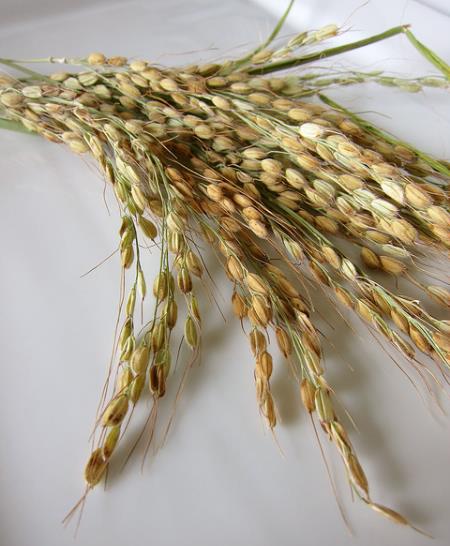 Oryza sativa Duborskian (Certificacao Organica) - Arroz Duborskian, Arroz de montanha - Imagem 9