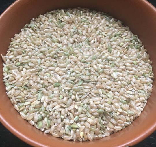 Oryza sativa Duborskian (Certificacao Organica) - Arroz Duborskian, Arroz de montanha - Imagem 10