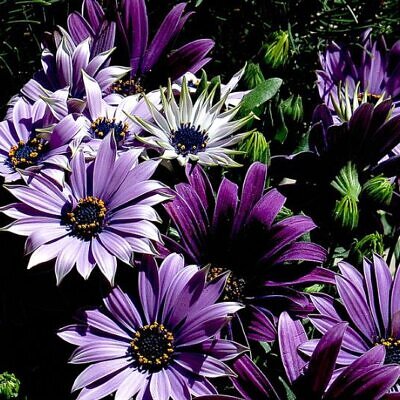 Osteospermum ecklonis (Dimorphotheca ecklonis) mix - Margarida do cabo mix, Estrela do Veldt, Margarida marinheiro, Margarida do rio