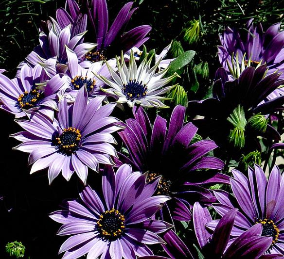 Osteospermum ecklonis (Dimorphotheca ecklonis) mix - Margarida do cabo mix, Estrela do Veldt, Margarida marinheiro, Margarida do rio