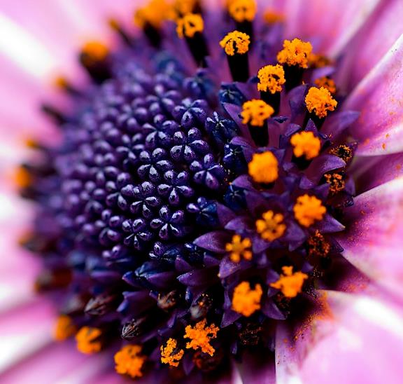 Osteospermum ecklonis (Dimorphotheca ecklonis) mix - Margarida do cabo mix, Estrela do Veldt, Margarida marinheiro, Margarida do rio - Imagem 2