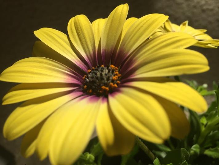 Osteospermum ecklonis (Dimorphotheca ecklonis) mix - Margarida do cabo mix, Estrela do Veldt, Margarida marinheiro, Margarida do rio - Imagem 3