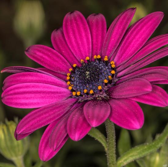 Osteospermum ecklonis (Dimorphotheca ecklonis) mix - Margarida do cabo mix, Estrela do Veldt, Margarida marinheiro, Margarida do rio - Imagem 4