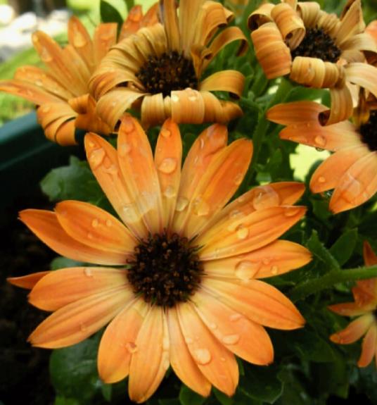Osteospermum ecklonis (Dimorphotheca ecklonis) mix - Margarida do cabo mix, Estrela do Veldt, Margarida marinheiro, Margarida do rio - Imagem 5