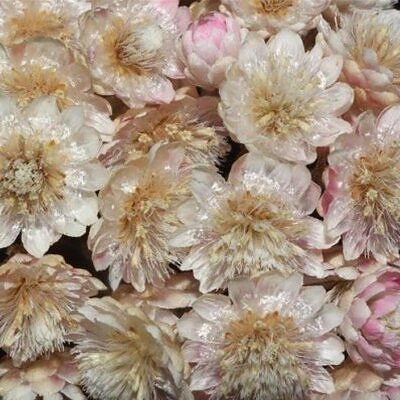Ozothamnus diosmifolius - Flor de arroz, alecrim selvagem, arbusto de sagu, rice flower