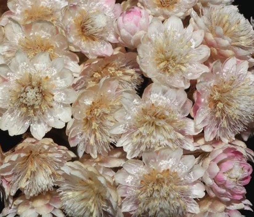 Ozothamnus diosmifolius - Flor de arroz, alecrim selvagem, arbusto de sagu, rice flower