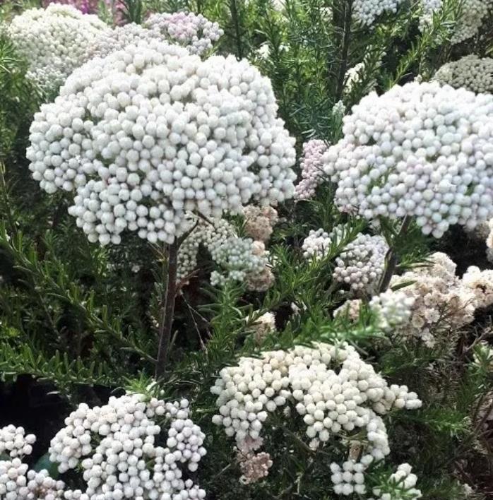 Ozothamnus diosmifolius - Flor de arroz, alecrim selvagem, arbusto de sagu, rice flower - Imagem 2
