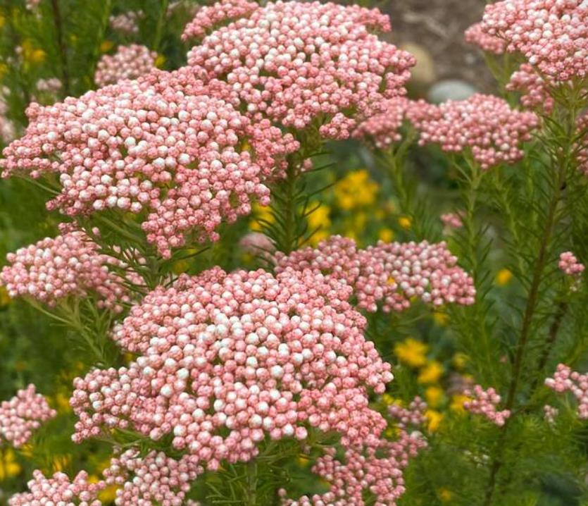 Ozothamnus diosmifolius - Flor de arroz, alecrim selvagem, arbusto de sagu, rice flower - Imagem 5