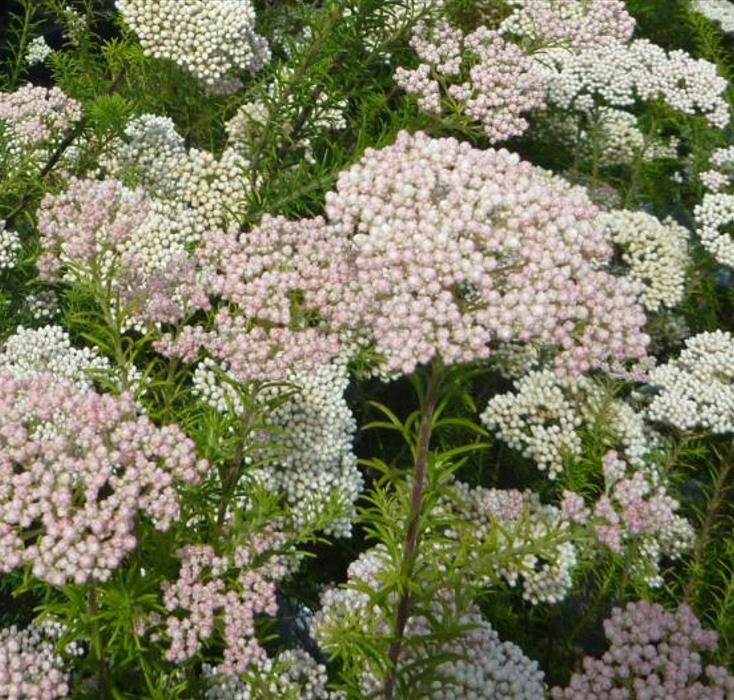 Ozothamnus diosmifolius - Flor de arroz, alecrim selvagem, arbusto de sagu, rice flower - Imagem 7