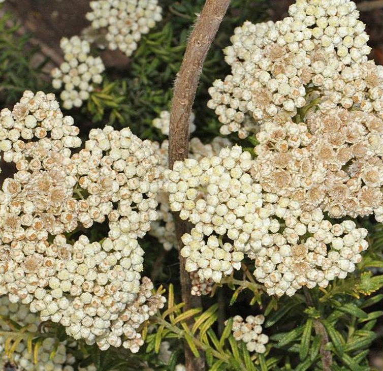 Ozothamnus diosmifolius - Flor de arroz, alecrim selvagem, arbusto de sagu, rice flower - Imagem 8