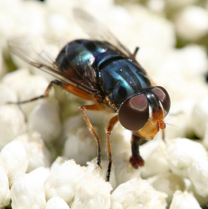 Ozothamnus diosmifolius - Flor de arroz, alecrim selvagem, arbusto de sagu, rice flower - Imagem 9