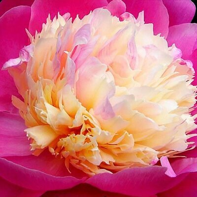 PAEONIA LACTIFLORA - BOWL OF BEAUTY - PEONIA, PEONIA BOWL OF BEAUTY