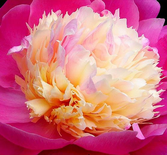 PAEONIA LACTIFLORA - BOWL OF BEAUTY - PEONIA, PEONIA BOWL OF BEAUTY