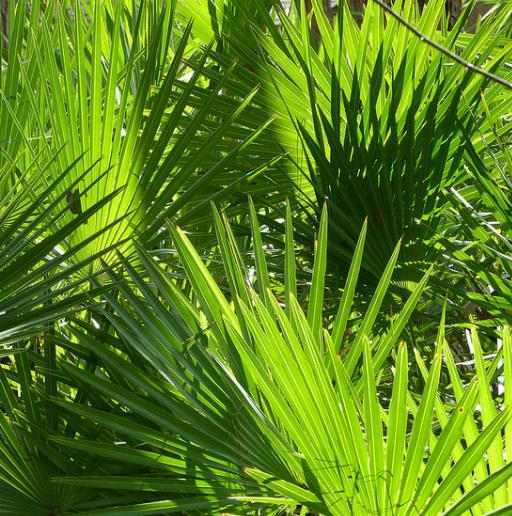 Palmeira Serenoa repens - Palmeira Saw Palmeto, Palmeira Serenoa repens