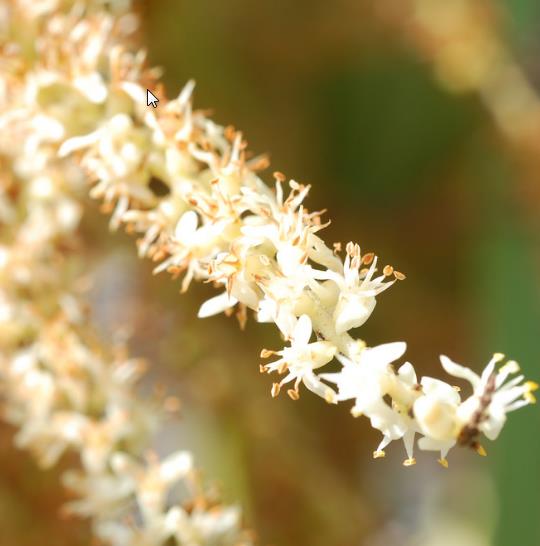 Palmeira Serenoa repens - Palmeira Saw Palmeto, Palmeira Serenoa repens - Imagem 2