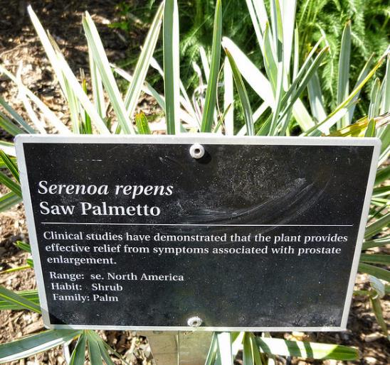 Palmeira Serenoa repens - Palmeira Saw Palmeto, Palmeira Serenoa repens - Imagem 4