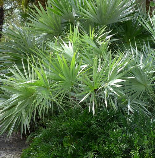 Palmeira Serenoa repens - Palmeira Saw Palmeto, Palmeira Serenoa repens - Imagem 5
