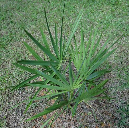Palmeira Serenoa repens - Palmeira Saw Palmeto, Palmeira Serenoa repens - Imagem 6