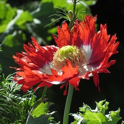 Papaver somniferum 'Danebrog Danish Flag' - Papoula Bandeira da Dinamarca, Papoula Franjada, Papoula Emplumada, Danish Flag