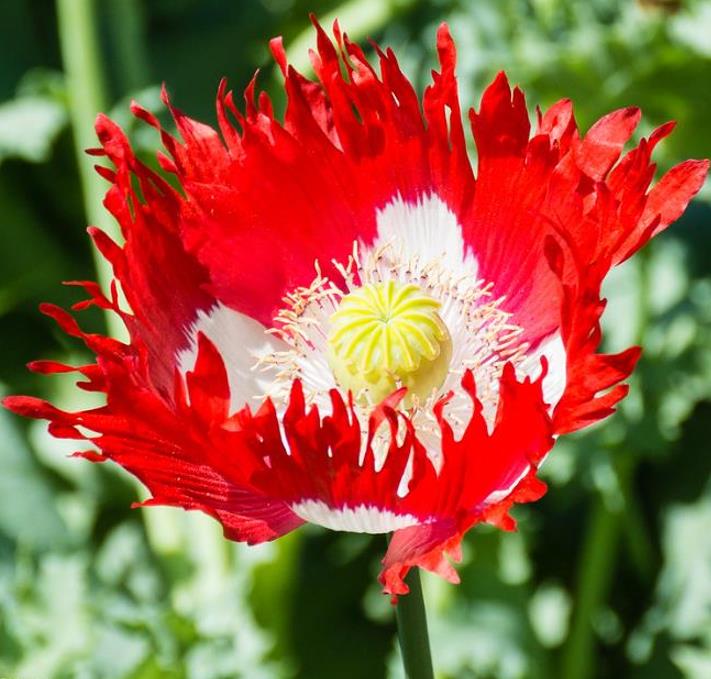 Papaver somniferum 'Danebrog Danish Flag' - Papoula Bandeira da Dinamarca, Papoula Franjada, Papoula Emplumada, Danish Flag - Imagem 2