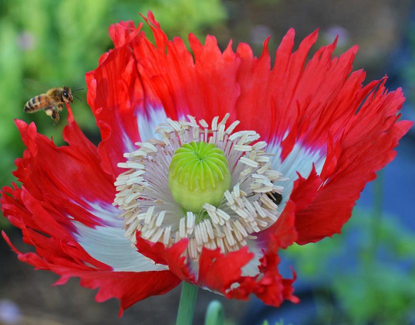 Papaver somniferum 'Danebrog Danish Flag' - Papoula Bandeira da Dinamarca, Papoula Franjada, Papoula Emplumada, Danish Flag - Imagem 3