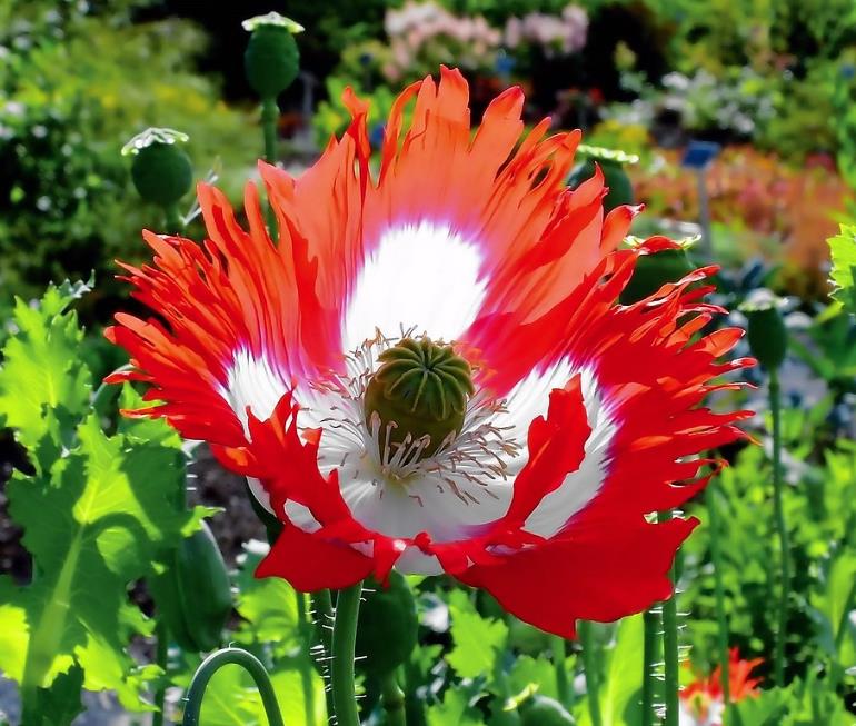 Papaver somniferum 'Danebrog Danish Flag' - Papoula Bandeira da Dinamarca, Papoula Franjada, Papoula Emplumada, Danish Flag - Imagem 4