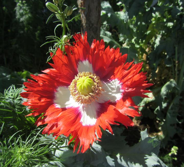 Papaver somniferum 'Danebrog Danish Flag' - Papoula Bandeira da Dinamarca, Papoula Franjada, Papoula Emplumada, Danish Flag - Imagem 5