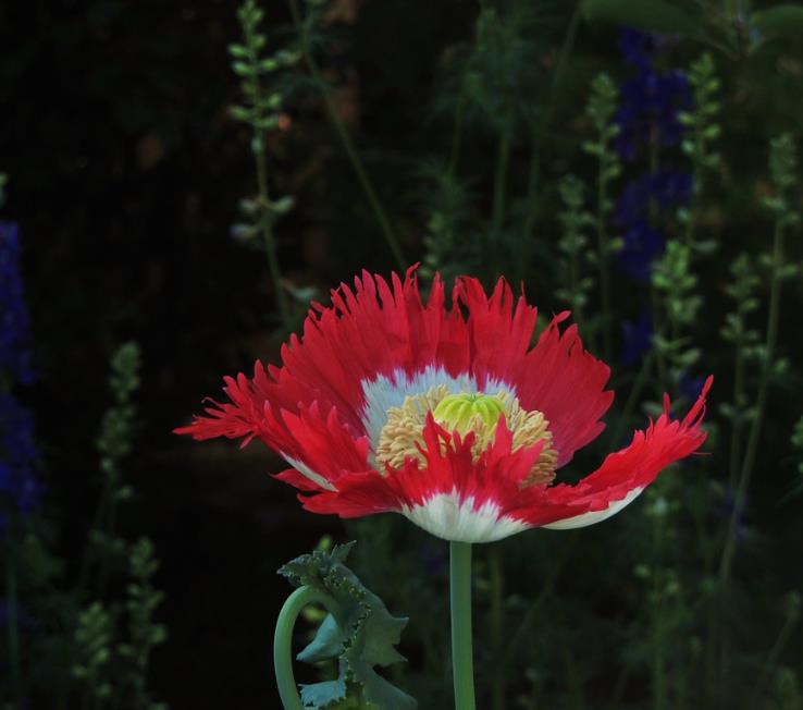 Papaver somniferum 'Danebrog Danish Flag' - Papoula Bandeira da Dinamarca, Papoula Franjada, Papoula Emplumada, Danish Flag - Imagem 6
