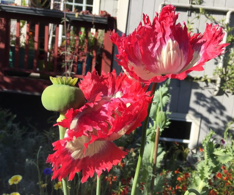 Papaver somniferum 'Danebrog Danish Flag' - Papoula Bandeira da Dinamarca, Papoula Franjada, Papoula Emplumada, Danish Flag - Imagem 7