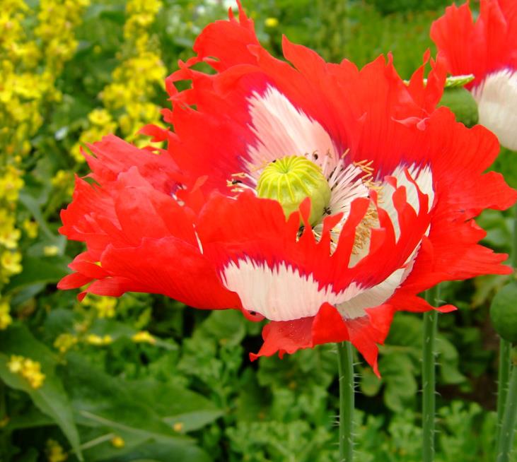 Papaver somniferum 'Danebrog Danish Flag' - Papoula Bandeira da Dinamarca, Papoula Franjada, Papoula Emplumada, Danish Flag - Imagem 8