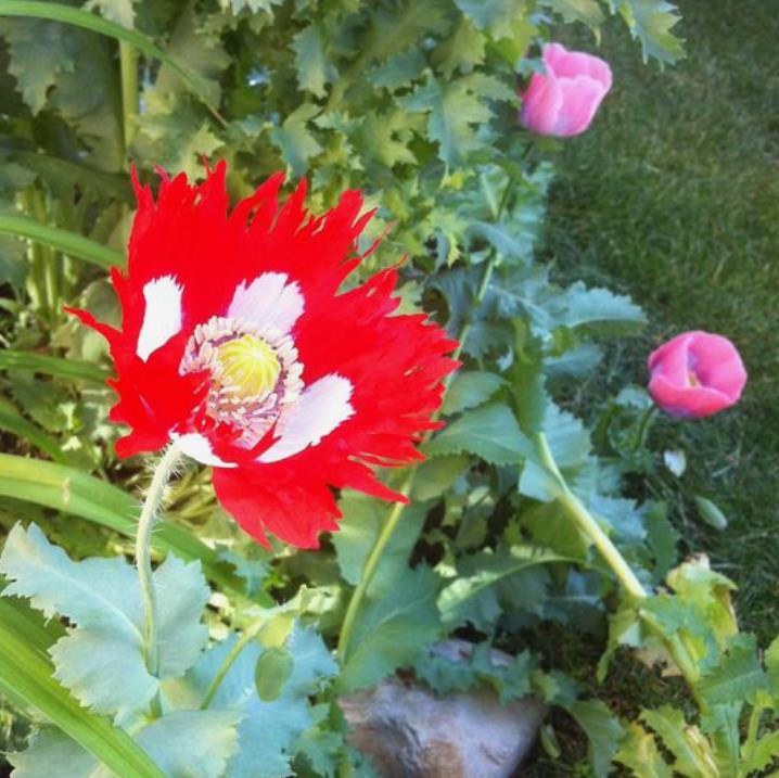 Papaver somniferum 'Danebrog Danish Flag' - Papoula Bandeira da Dinamarca, Papoula Franjada, Papoula Emplumada, Danish Flag - Imagem 9