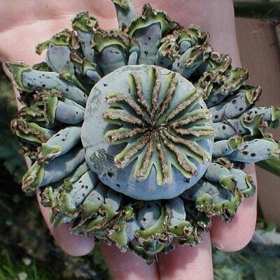 Papaver somniferum Hen and Chickens - Papoula Galinhas e Pintinhos, Beadseed poppy, Bread seed poppy