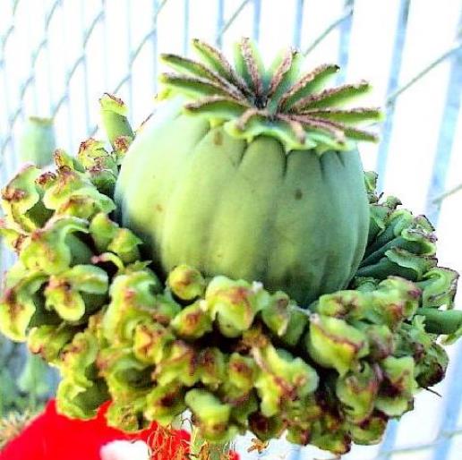 Papaver somniferum Hen and Chickens - Papoula Galinhas e Pintinhos, Beadseed poppy, Bread seed poppy - Imagem 2