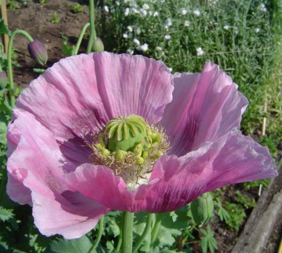 Papaver somniferum Hen and Chickens - Papoula Galinhas e Pintinhos, Beadseed poppy, Bread seed poppy - Imagem 3
