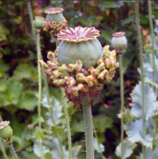 Papaver somniferum Hen and Chickens - Papoula Galinhas e Pintinhos, Beadseed poppy, Bread seed poppy - Imagem 4