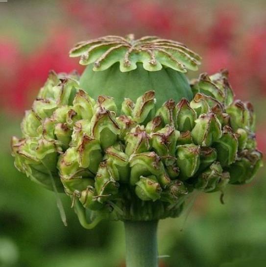 Papaver somniferum Hen and Chickens - Papoula Galinhas e Pintinhos, Beadseed poppy, Bread seed poppy - Imagem 6