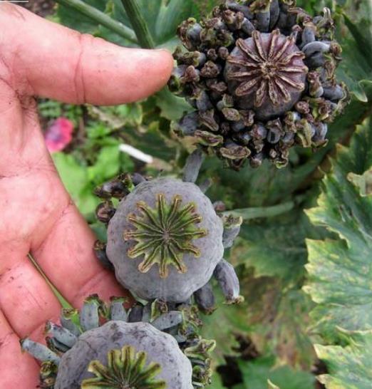 Papaver somniferum Hen and Chickens - Papoula Galinhas e Pintinhos, Beadseed poppy, Bread seed poppy - Imagem 8