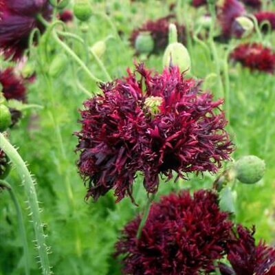 Papaver somniferum 'Laciniatum Black Swan' - Papoula Cisne Negro, Papoula de Franja Dobrada Cisne Negro, Papoula Emplumada Du