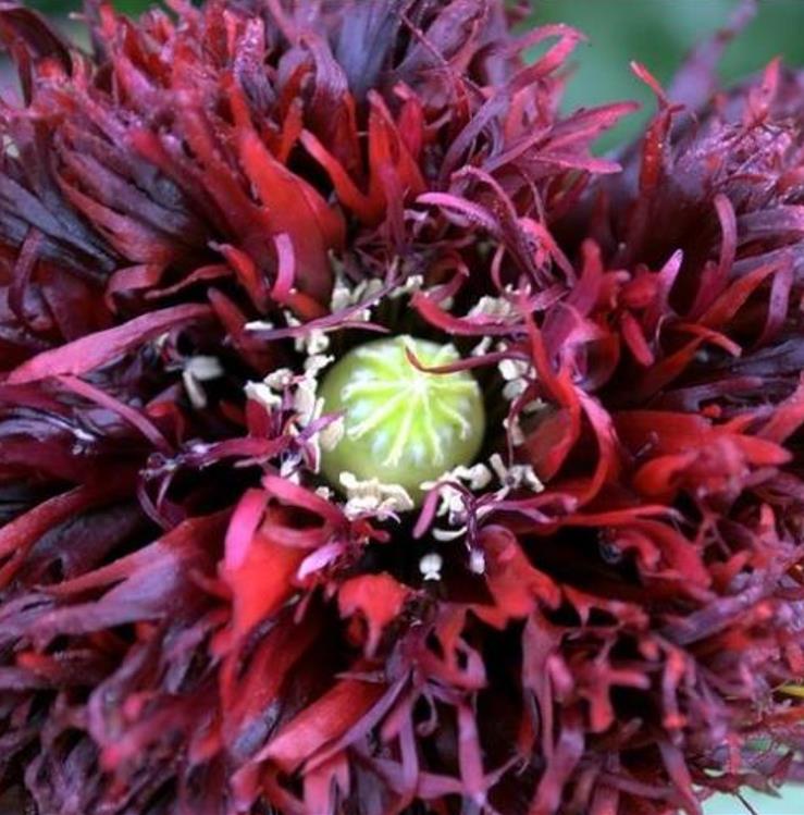 Papaver somniferum 'Laciniatum Black Swan' - Papoula Cisne Negro, Papoula de Franja Dobrada Cisne Negro, Papoula Emplumada Du - Imagem 2