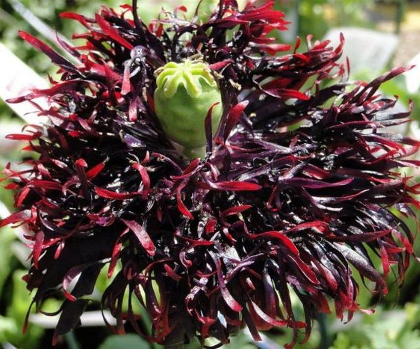 Papaver somniferum 'Laciniatum Black Swan' - Papoula Cisne Negro, Papoula de Franja Dobrada Cisne Negro, Papoula Emplumada Du - Imagem 3