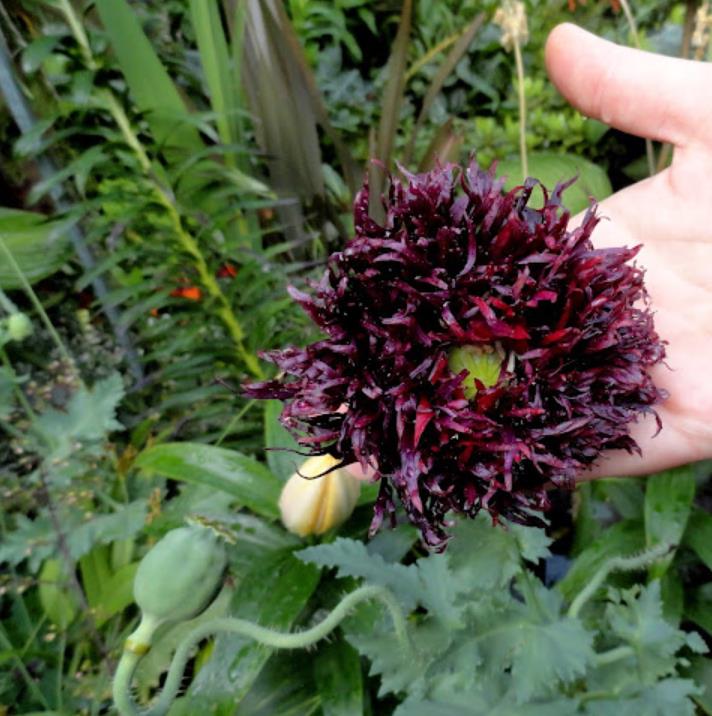 Papaver somniferum 'Laciniatum Black Swan' - Papoula Cisne Negro, Papoula de Franja Dobrada Cisne Negro, Papoula Emplumada Du - Imagem 4
