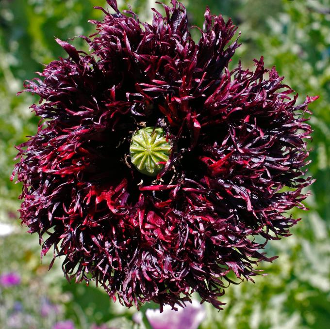 Papaver somniferum 'Laciniatum Black Swan' - Papoula Cisne Negro, Papoula de Franja Dobrada Cisne Negro, Papoula Emplumada Du - Imagem 5