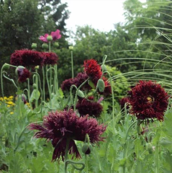 Papaver somniferum 'Laciniatum Black Swan' - Papoula Cisne Negro, Papoula de Franja Dobrada Cisne Negro, Papoula Emplumada Du - Imagem 6