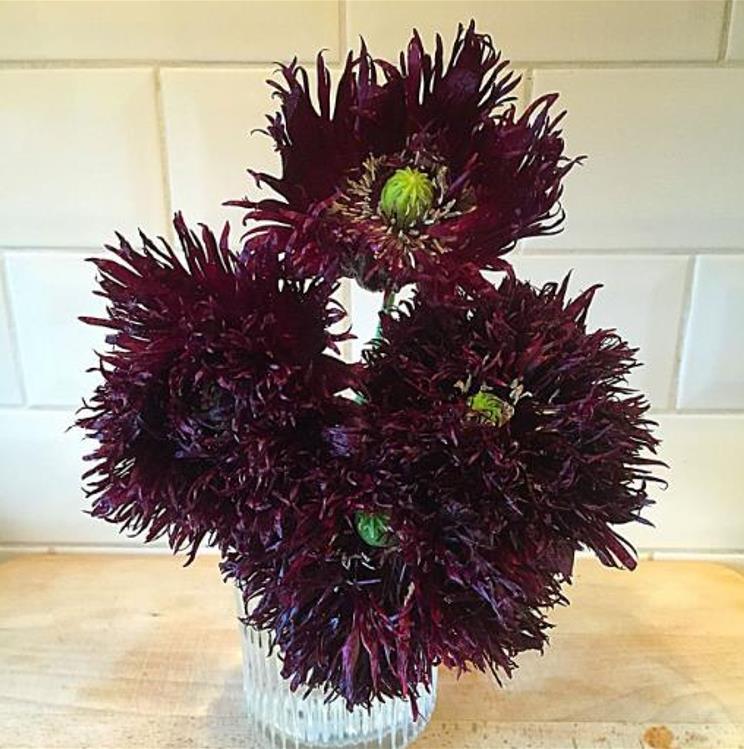 Papaver somniferum 'Laciniatum Black Swan' - Papoula Cisne Negro, Papoula de Franja Dobrada Cisne Negro, Papoula Emplumada Du - Imagem 7