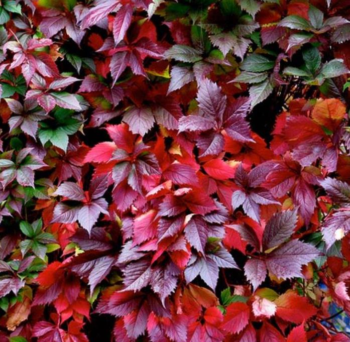 Parthenocissus quinquefolia - Trepadeira da Virginia, Hera Americana, Virginia Creeper, Videira Virgem - Imagem 2