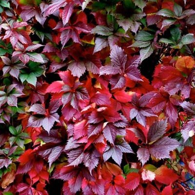 Parthenocissus quinquefolia - Trepadeira da Virginia, Hera Americana, Virginia Creeper, Videira Virgem